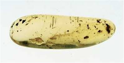 POLISHED MADAGASCAN COPAL SPECIMEN DISPLAYING INSECT INCLUSIONS. SP4134POL