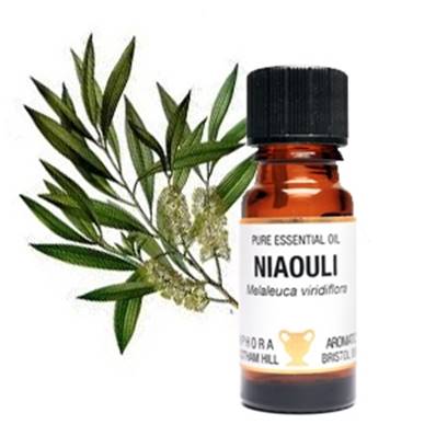 PURE ESSENTIAL OIL - NIAOULI, melaleuca viridiflora. SPR9367