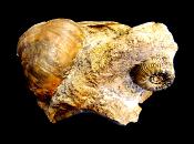 PROPANULITES AMMONITE FOSSIL SPECIMEN ON MATRIX.   SP10251