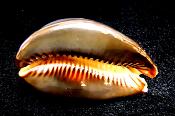 HUMPBACK COWRIE (MAURITIA MAURITIANA) SHELL.   SP10332