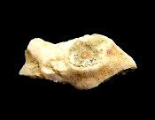 ORBICULAR JASPER SLICE SPECIMEN.   SP11000