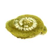 PYRITISED DACTYLOCERAS AMMONITE FOSSIL IN MATRIX WITH POLISHED CUT FACE.   SP13856POL
