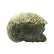 Gryphea (Devil's Toenail) Marine Bi-Valve Mollusc Fossil Specimen.   SP15911