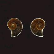 A Pair of Fossil Ammonite Cuff Links With 925 Silver Mounts.   SP16149