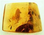 POLISHED COLUMBIAN COPAL SPECIMEN DISPLAYING INSECT INCLUSIONS.