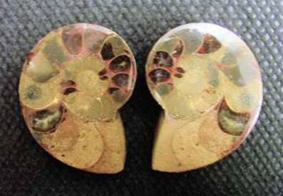 AMMONITE POLISHED FACE PAIR (MADAGASCAR). SP4111POL