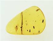MADAGASCAN COPAL (YOUNG AMBER) SPECIMEN. SP6961