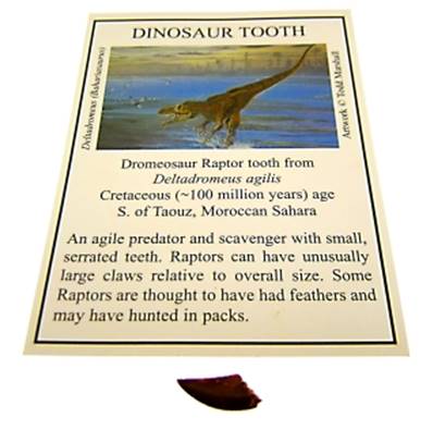 DROMEOSAUR RAPTOR FOSSIL TOOTH SPECIMENS. SPR9237