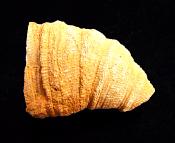 RUGOSE CORAL FOSSIL SPECIMEN.   SP10227