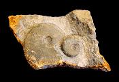 CLEVICERAS AMMONITE FOSSIL SPECIMENS ON MATRIX.   SP10252