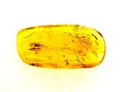 POLISHED AMBER SPECIMEN WITH INSECT INCLUSIONS.   SP11290POL
