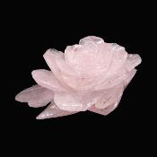 Highly Detailed, Lovely Rose Flower Carving In Rose Quartz.   SP16386SLF