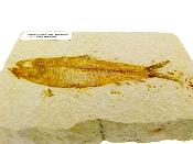 Knightia Fish Fossil On Limestone Plate.   SP16658