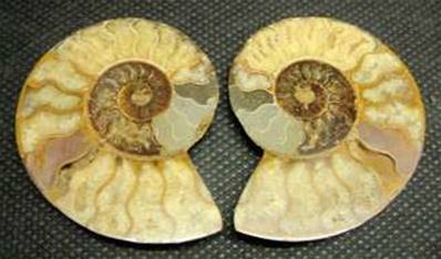 AMMONITE POLISHED FACE PAIR (MADAGASCAR). SP4042POL