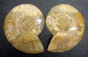 AMMONITE POLISHED FACE PAIR (MADAGASCAR). SP4042POL