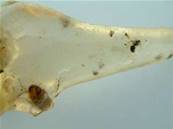 MADAGASCAN COPAL (YOUNG AMBER) SPECIMEN. SP451