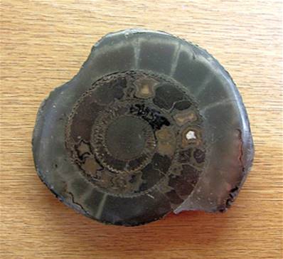 PYRITISED POLISHED FACE AMMONITE FOSSIL SPECIMEN. SP7871POL