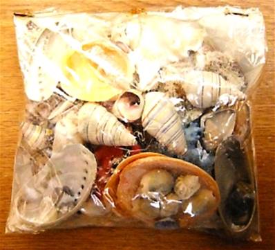 SEA SHELLS COLLECTORS STARTER PACK. SPR9532