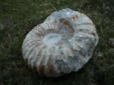 AGADIR AMMONITE. 'GIGANTUS MANTELLOCERAS'. 14cm-15cm natural base   Amono50