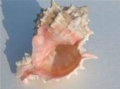 PINK MUREX SHELLS.   SHELL1