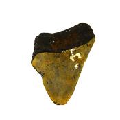 PARTIAL MEGALODON TOOTH FOSSIL SPECIMEN.   SP14269