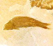 Knightia Fossil Fish on Limestone Plate.   SP15271