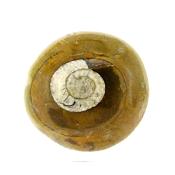 Dome Polished Goniatite Fossil in matrix specimen.   SP15430POL