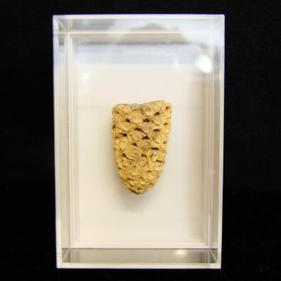 Fossil Pine Cone.   SP15824