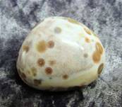 ORBICULAR JASPER POLISHED PEBBLE SPECIMEN (MADAGASCAR). SP4082POL