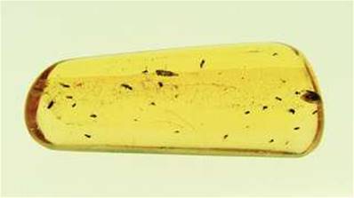 POLISHED MADAGASCAN COPAL SPECIMEN DISPLAYING INSECT INCLUSIONS. SP4127POL