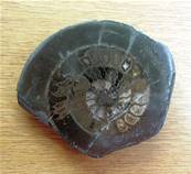 POLISHED FACE AMMONITE FOSSIL SPECIMEN. SP7868POL