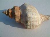 POLYFOXHEAD SHELLS PHILLIPINES 11-13CM. SHELL2