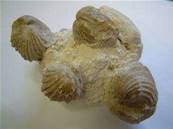 BRACHIOPOD CLUSTER 8-10CM SHELL20