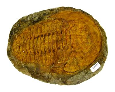 Cambropallas Trilobite Fossil On Matrix Specimen.   SP16659