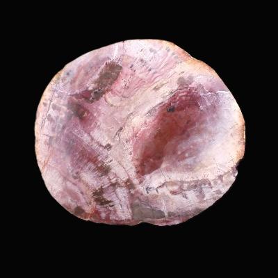 Petrified Wood Polished Face Slice Specimen.   SP17165POL