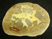 SEPTARIAN SLICE SPECIMEN.   SP2607POL