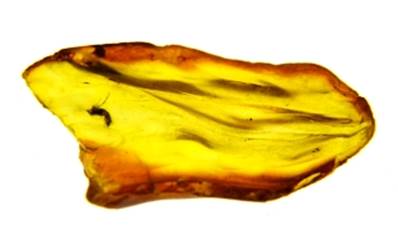 POLISHED BALTIC AMBER SPECIMEN. SP8615POL