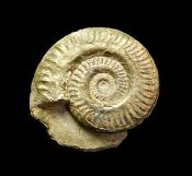 AMMONITE FOSSIL ON MATRIX SPECIMEN.   SP11912