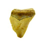 PARTIAL MEGALODON TOOTH FOSSIL SPECIMEN.   SP12872POL