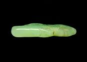 CHRYSOPRASE POLISHED FLAT STONE/ PEBBLE SPECIMEN.   SP12957POL