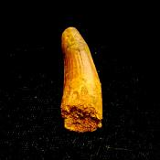 SPINOSAURUS TOOTH FOSSIL (LIGHTLY RESTORED).    SP14259 