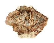 Polished Petrified Wood Slice Specimen.   SP15811POL