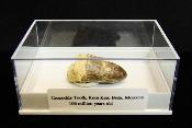 Fossils Crocodile Tooth Specimen.   SP15823