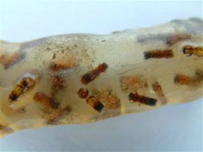 MADAGASCAN COPAL (YOUNG AMBER) SPECIMEN. SP446