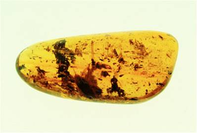 MADAGASCAN COPAL (YOUNG AMBER) SPECIMEN. SP5245POL