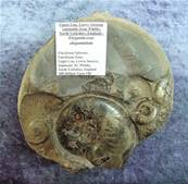 AMMONITE FOSSILS IN MATRIX SPECIMEN. SP7876SHLF