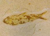 Knightia Fossil Fish on Limestone Plate.   SP15270