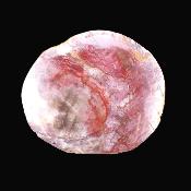 Petrified Wood Polished Face Slice Specimen.   SP17165POL