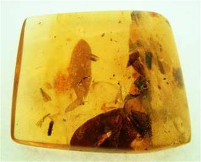 POLISHED COLUMBIAN COPAL SPECIMEN DISPLAYING INSECT INCLUSIONS.