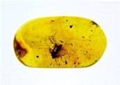 POLISHED BALTIC AMBER SPECIMEN. SP8620POL